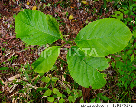 木蘭(Magnolia obovata,又稱Magnolia sieboldii)的幼葉 木蘭(Magnolia obovata,又稱Magnolia sieboldii)的幼葉 139170172