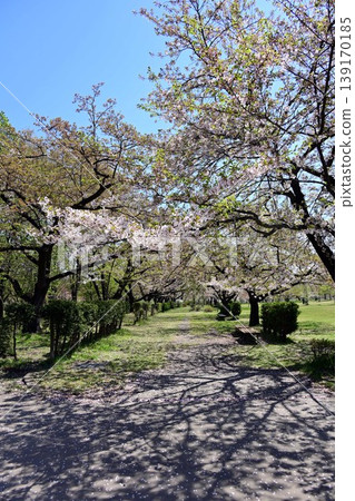 東山公園櫻花山坡上的櫻花樹 139170185