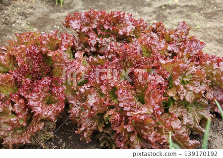 Cultivation of sunny lettuce Cultivation of sunny lettuce 139170192