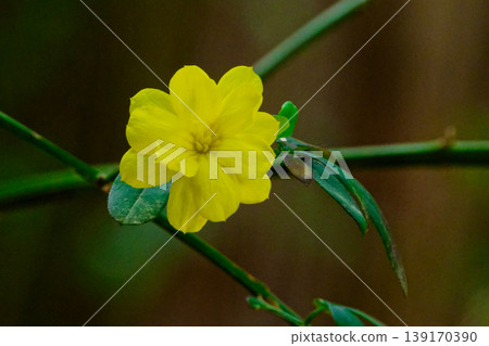 木犀科植物的黃色花朵，*Jasminum nigrum*。 139170390