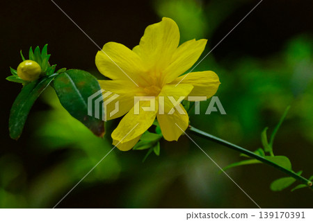 木犀科植物的黃色花朵,*Jasminum nigrum*。 木犀科植物的黃色花朵,*Jasminum nigrum*。 139170391