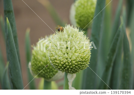 Onion flowers (negibouzu) 139170394