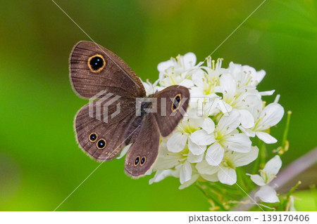 Nymphalidae butterfly, Acanthurus nigricans, male, drinking nectar Nymphalidae butterfly, Acanthurus nigricans, male, drinking nectar 139170406