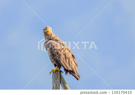 White-tailed eagle White-tailed eagle 139170410