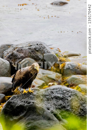 White-tailed eagle White-tailed eagle 139170442