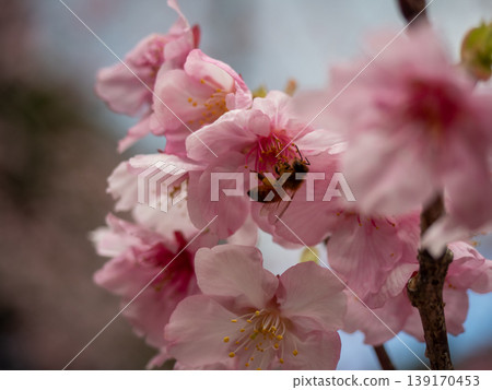 櫻花和歐洲蜜蜂 櫻花和歐洲蜜蜂 139170453