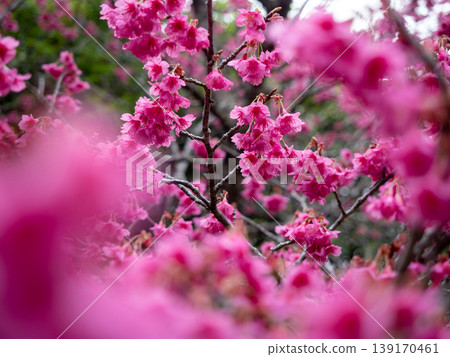 Hikanzakura Hikanzakura 139170461