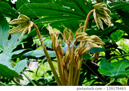 New leaves of Fatsia japonica (Araliaceae family) 139170463