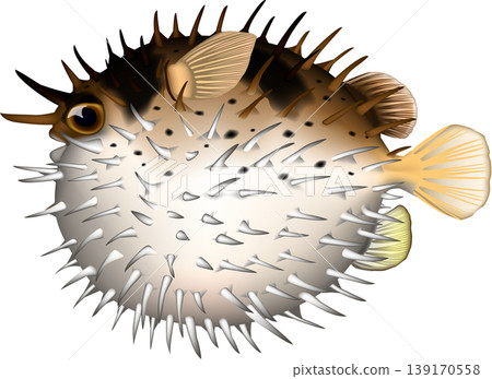 魚類插圖:河豚(膨脹狀態),向量格式,白色背景上的單張圖片。 魚類插圖:河豚(膨脹狀態),向量格式,白色背景上的單張圖片。 139170558