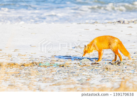 Kita fox Kita fox 139170638