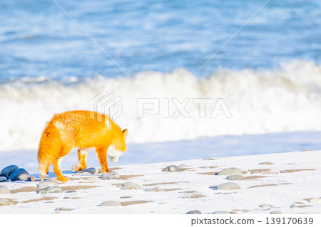 Kita fox Kita fox 139170639