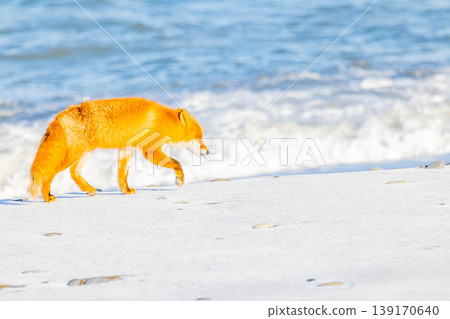 Kita fox Kita fox 139170640