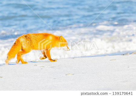 Kita fox Kita fox 139170641