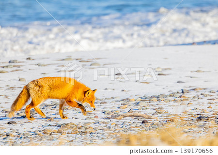 Kita fox 139170656