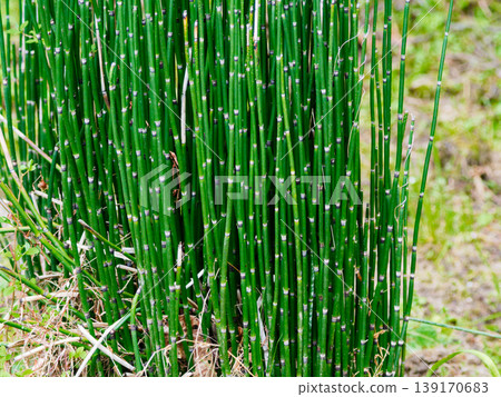 Fern plant, Equisetum gracilis, native to wetlands Fern plant, Equisetum gracilis, native to wetlands 139170683