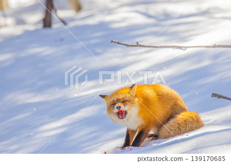 Kita fox Kita fox 139170685