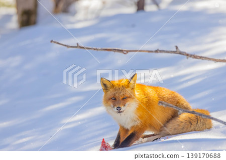 Kita fox Kita fox 139170688