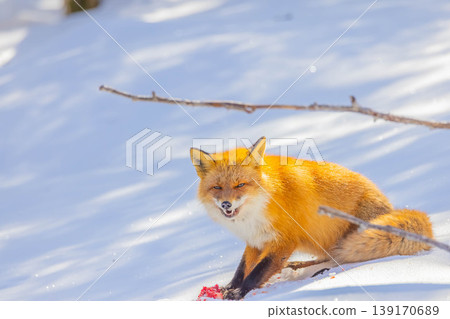 Kita fox Kita fox 139170689