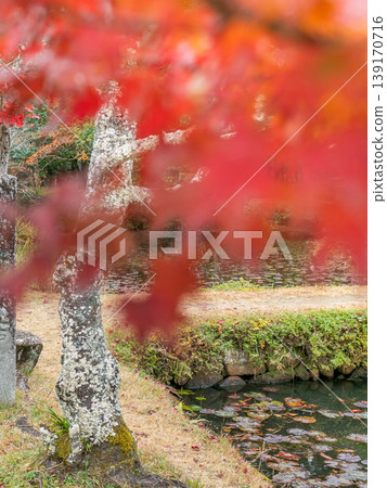 Autumn foliage at Nyu Daishi Temple in Taki Town, Mie Prefecture. 139170716