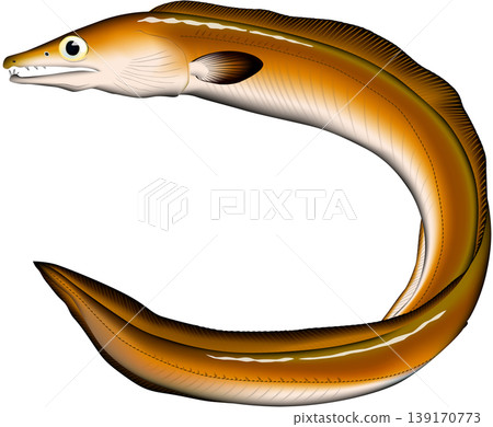 Fish illustration: Pike conger eel, vector format, white background (single). Fish illustration: Pike conger eel, vector format, white background (single). 139170773
