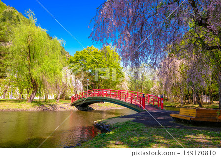 盛開的垂枝櫻花和一座紅橋 盛開的垂枝櫻花和一座紅橋 139170810