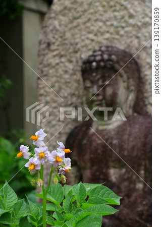 The flowers of the nightshade bloom in front of a small Jizo statue. The flowers of the nightshade bloom in front of a small Jizo statue. 139170859