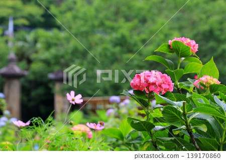 Red hydrangea Red hydrangea 139170860