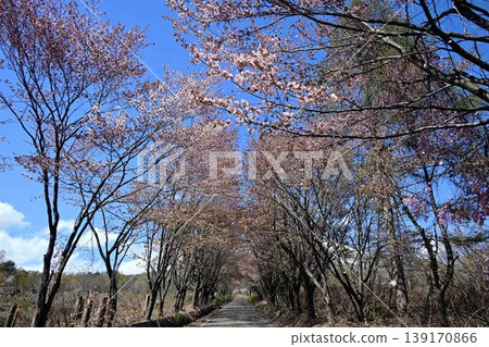 Cherry blossoms in full bloom and cherry tree-lined streets at the foot of Mt. Iwaki Cherry blossoms in full bloom and cherry tree-lined streets at the foot of Mt. Iwaki 139170866