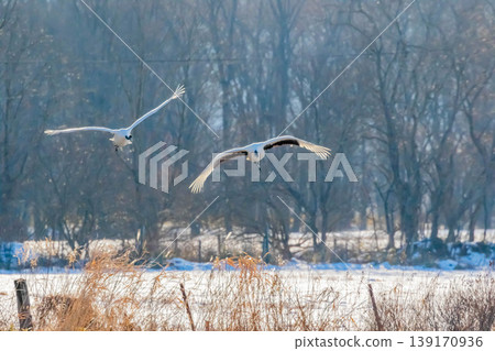 Flight of the crane Flight of the crane 139170936