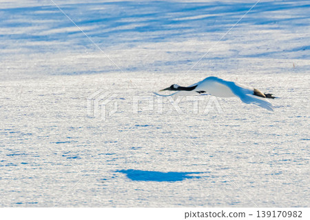 Flight of the crane Flight of the crane 139170982