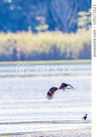 Trombi and crow Trombi and crow 139171021