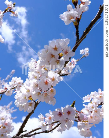 vertical photo of close up of blooming sakura in the tree with blue sky and copy space vertical photo of close up of blooming sakura in the tree with blue sky and copy space 139171071