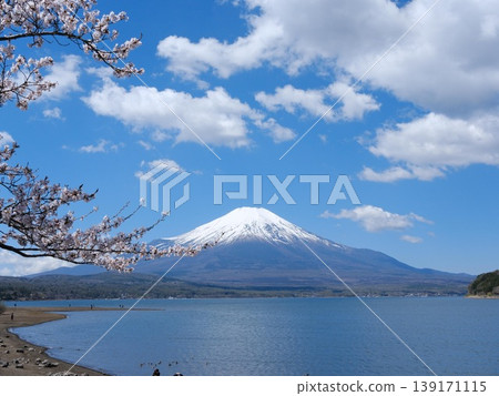 Mt Fuji in spring with blooming Sakura flowers on the side on a good weather day with blue sky Mt Fuji in spring with blooming Sakura flowers on the side on a good weather day with blue sky 139171115