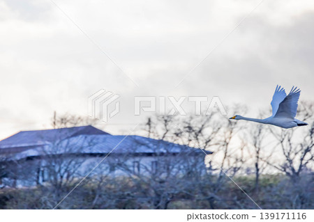 天鵝 139171116