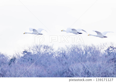 Swan Swan 139171127