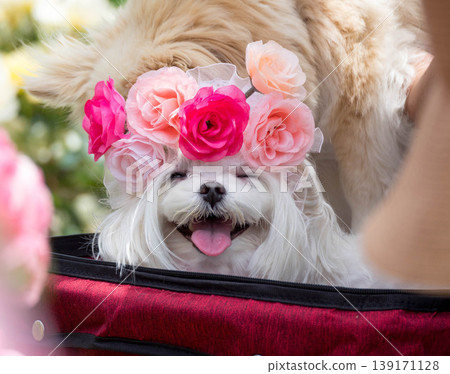 Dogs enjoying the rose garden Dogs enjoying the rose garden 139171128
