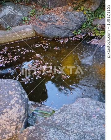 櫻桃花瓣散落在池塘里 139171155