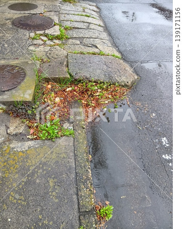 鵝卵石街道上的雜草 鵝卵石街道上的雜草 139171156