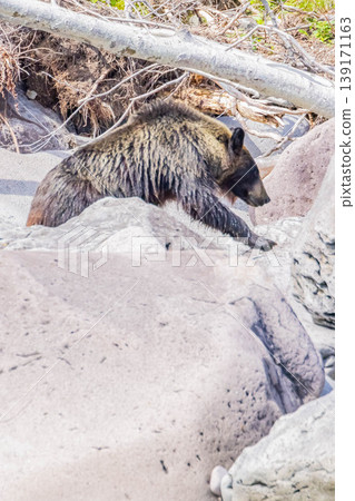 Brown bear 139171163