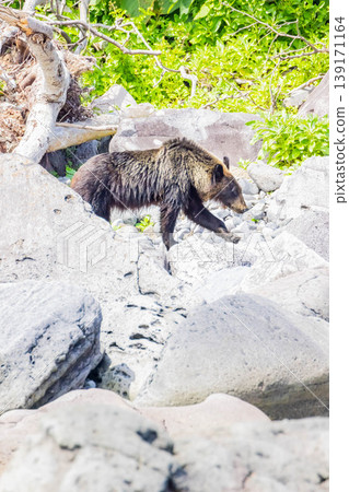 Brown bear Brown bear 139171164