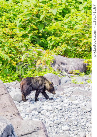 Brown bear Brown bear 139171167
