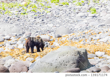Brown bear Brown bear 139171174