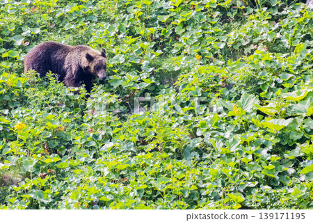 Brown bear 139171195