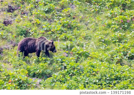 Brown bear 139171198