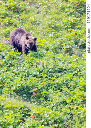 Brown bear Brown bear 139171204