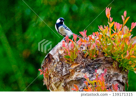 野生鳥類 139171315