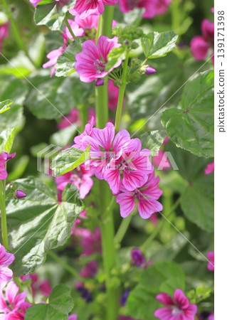 Money mallow (Mallow) flower Money mallow (Mallow) flower 139171398