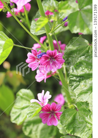 金錢錦葵(錦葵)花 金錢錦葵(錦葵)花 139171399