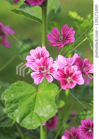 金錢錦葵(錦葵)花 金錢錦葵(錦葵)花 139171400