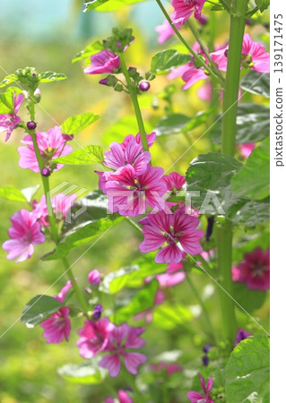 金錢錦葵(錦葵)花 金錢錦葵(錦葵)花 139171475